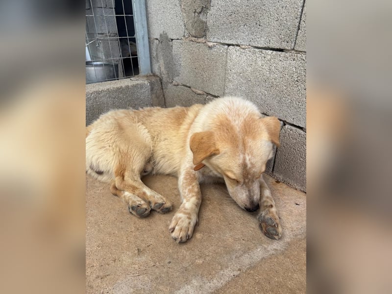 Kleine Grinsebacke BERTI (2 Jahre) sucht eine Familie!