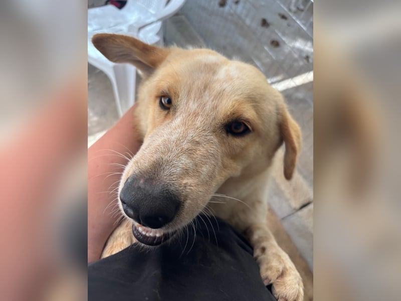 Kleine Grinsebacke BERTI (2 Jahre) sucht eine Familie!