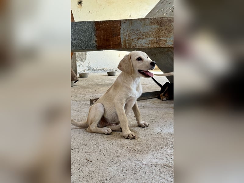 Retrievermischlingswelpe SIMBA sucht eine Familie!