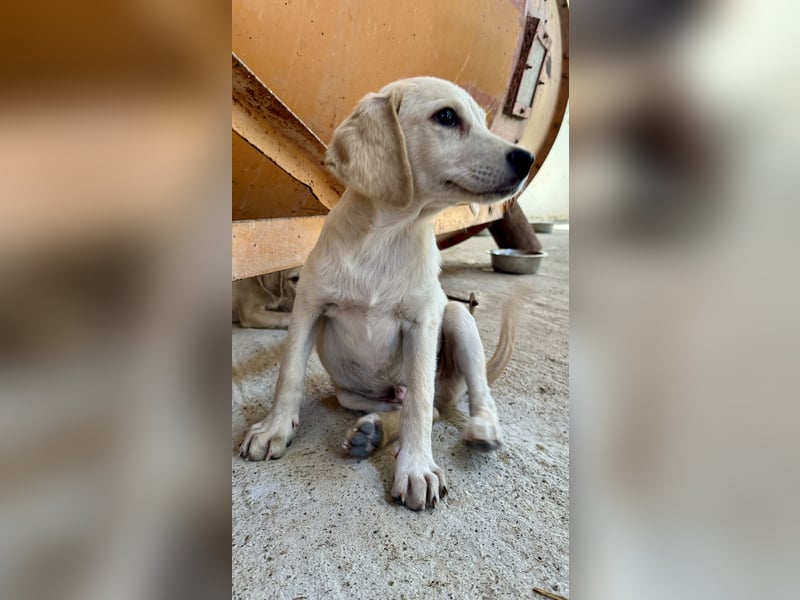 Retrievermischlingswelpe SIMBA sucht eine Familie!