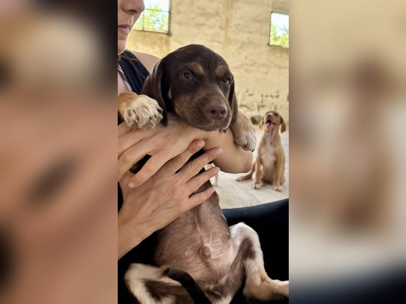 Mischlingswelpe SPENCER sucht eine Familie!