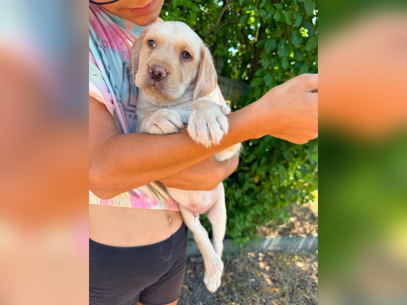 Sonny, geboren 14.05.2026, 28cm sucht seine Chance