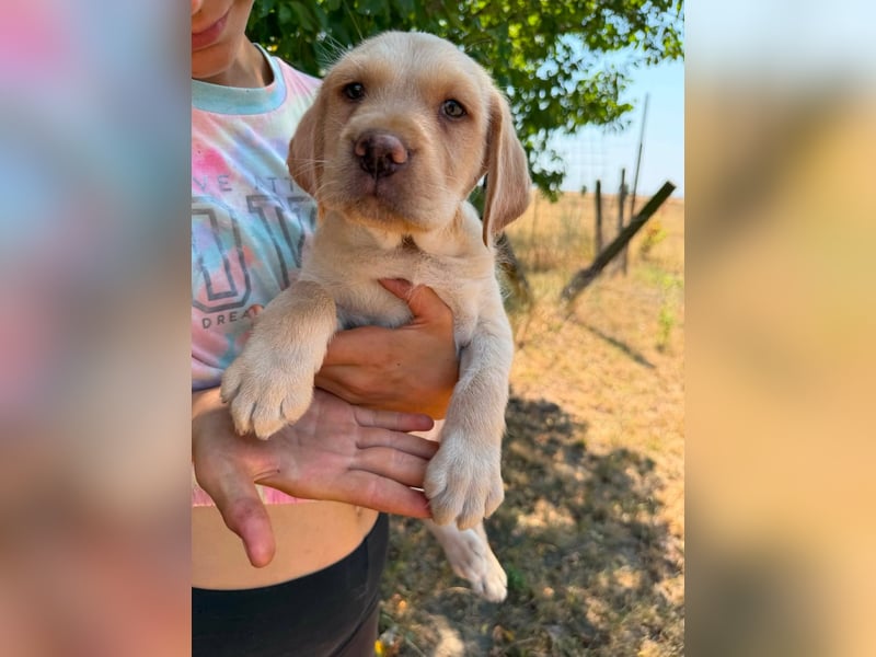 Sonny, geboren 14.05.2026, 28cm sucht seine Chance