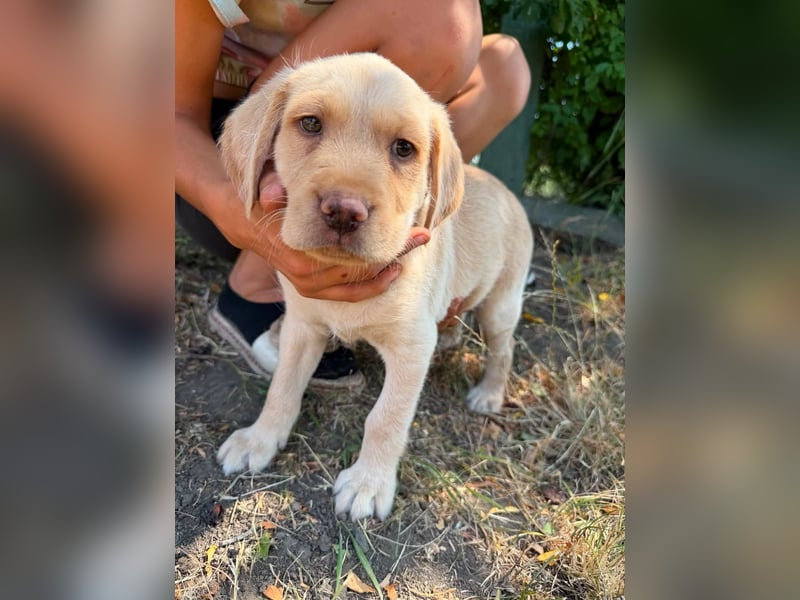 Sonny, geboren 14.05.2026, 28cm sucht seine Chance