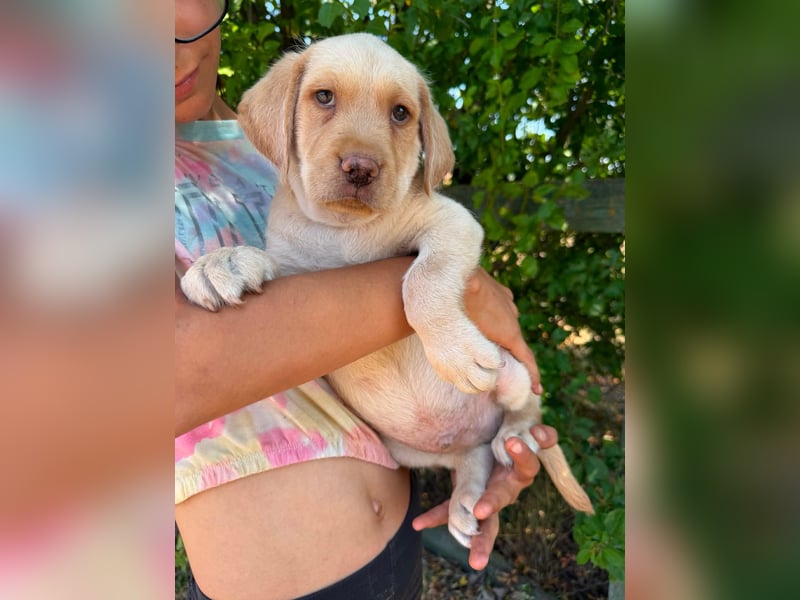 Sonny, geboren 14.05.2026, 28cm sucht seine Chance