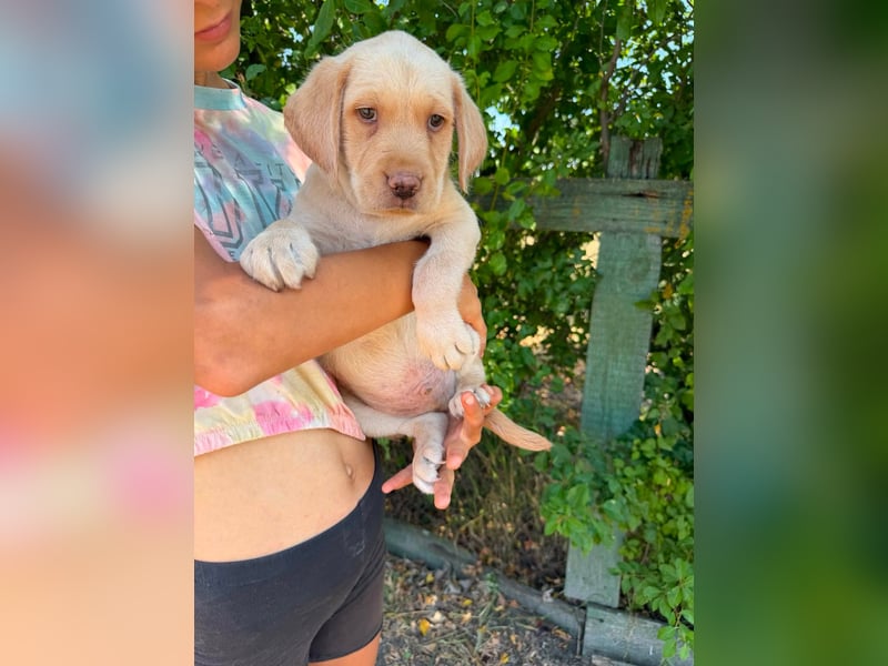 Sonny, geboren 14.05.2026, 28cm sucht seine Chance