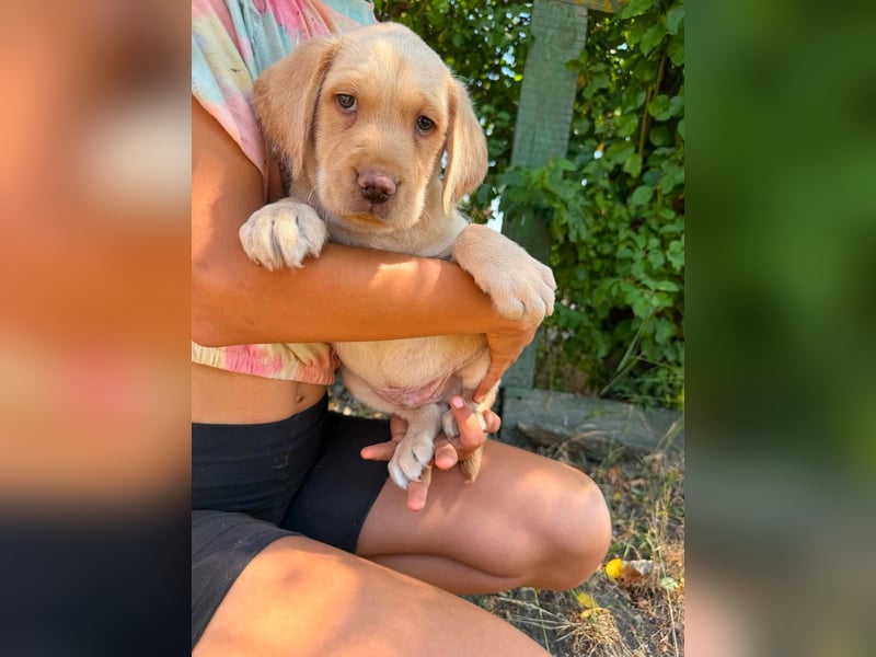 Sonny, geboren 14.05.2026, 28cm sucht seine Chance