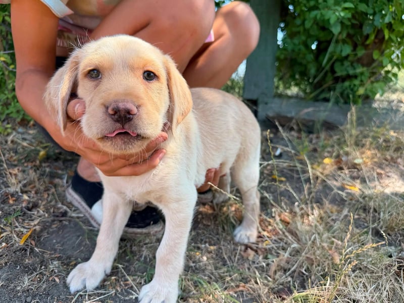 Sonny, geboren 14.05.2026, 28cm sucht seine Chance