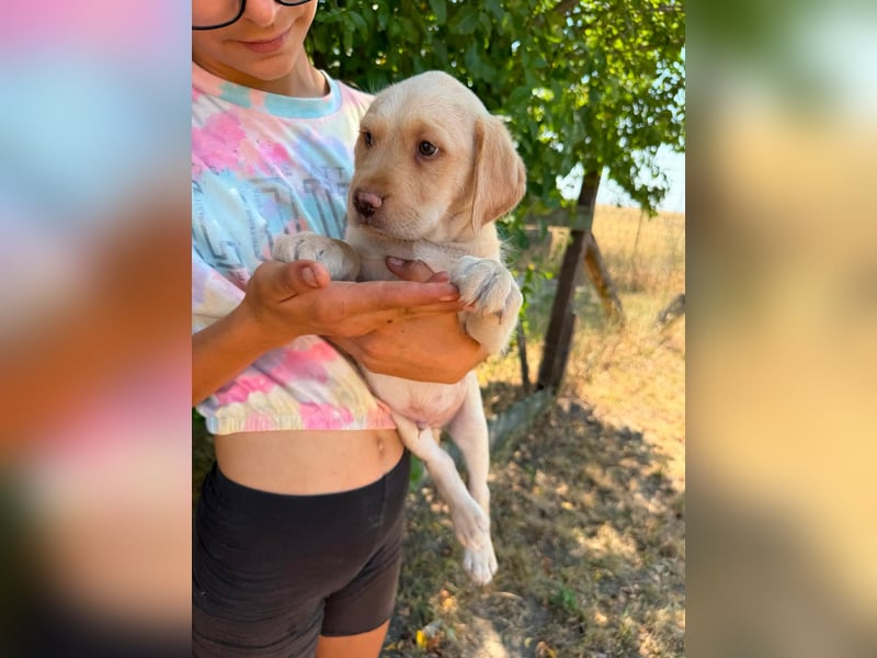 Sonny, geboren 14.05.2026, 28cm sucht seine Chance