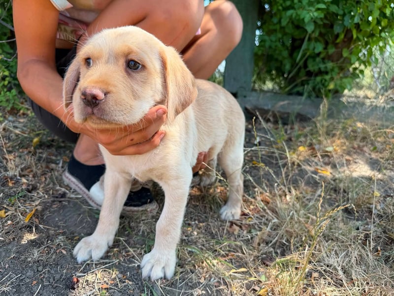 Sonny, geboren 14.05.2026, 28cm sucht seine Chance