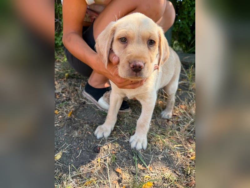 Sonny, geboren 14.05.2026, 28cm sucht seine Chance