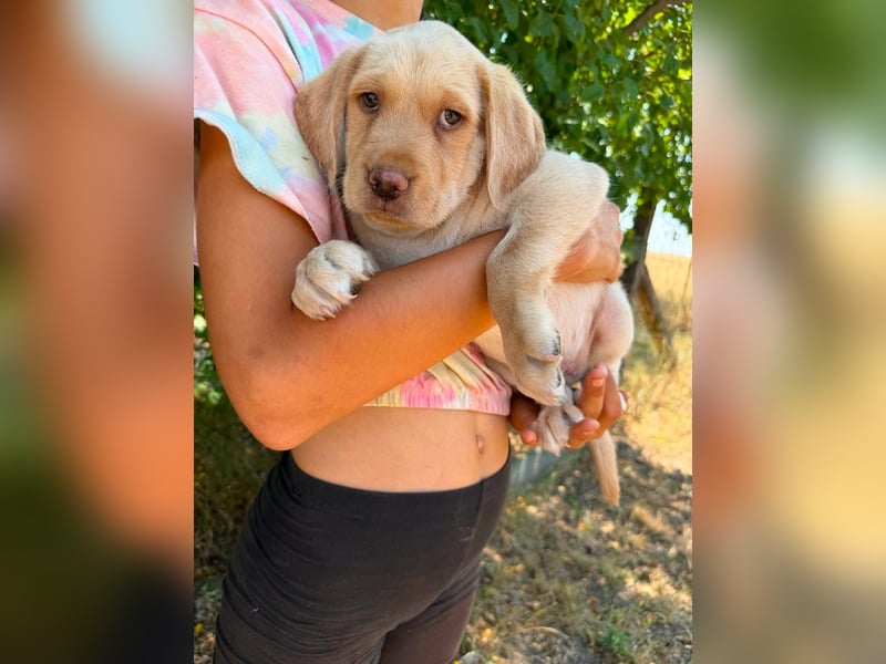 Sonny, geboren 14.05.2026, 28cm sucht seine Chance
