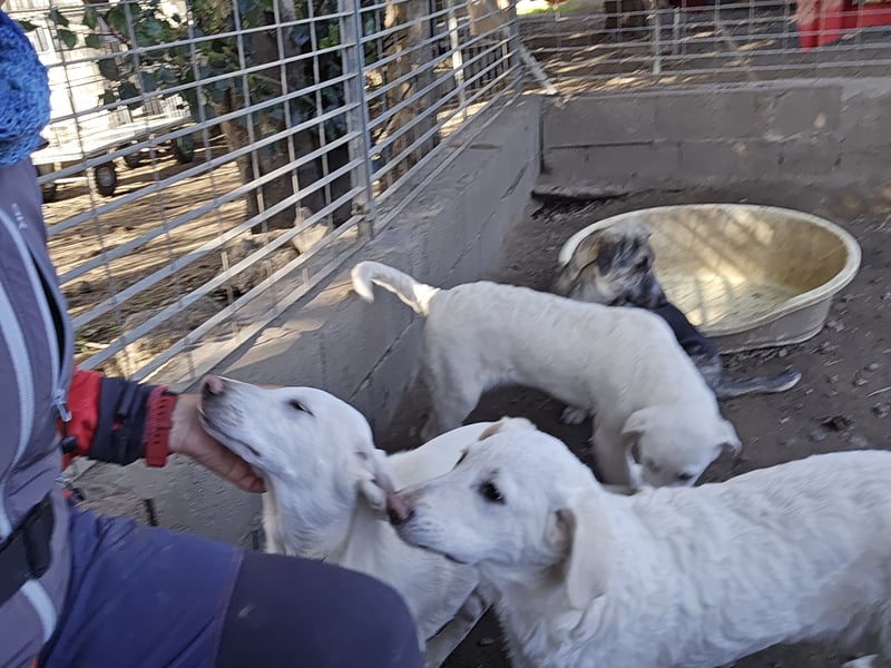 Cosmo:  kleiner Rudelführer