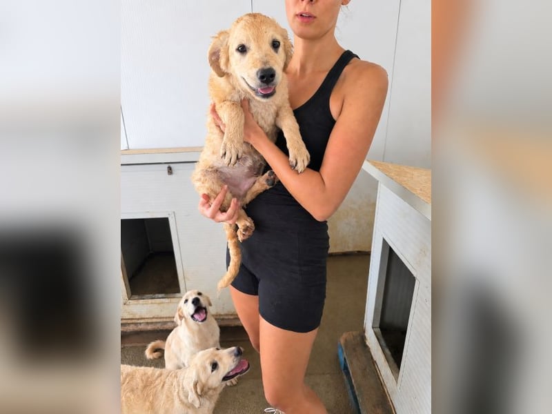 Gino: wer will mit mir spielen und kuscheln