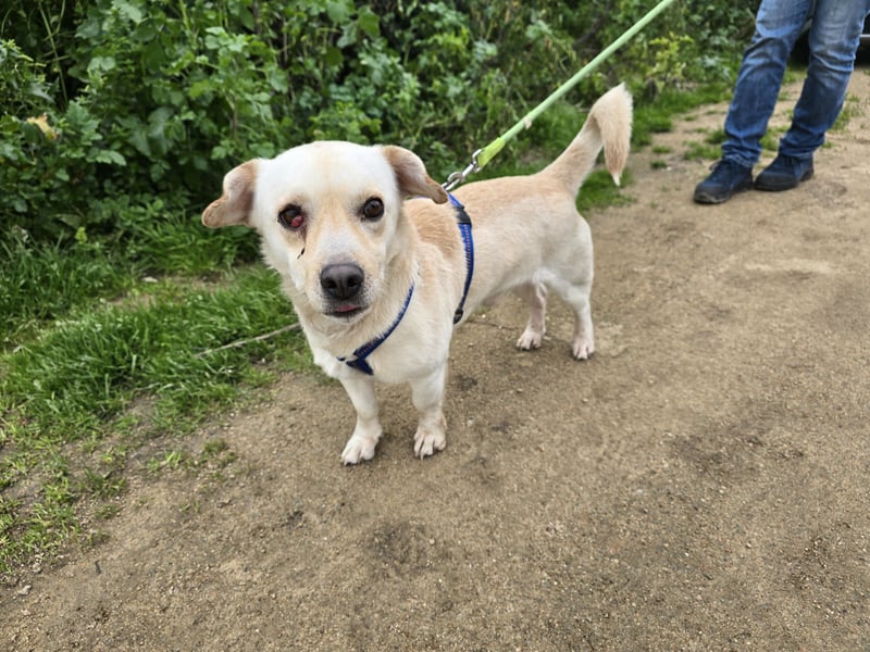 Pinotto: liebenswerter Anfängerhund