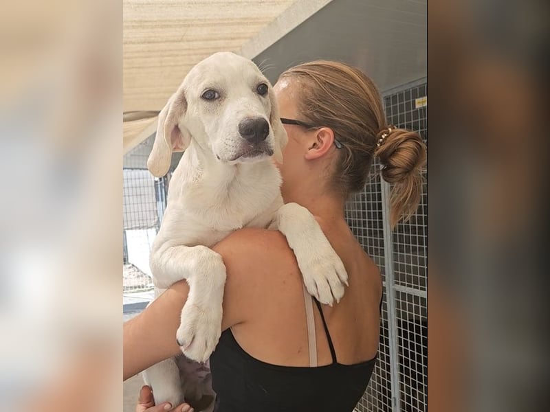 Rübe: wo sind die Labrador-Freunde?