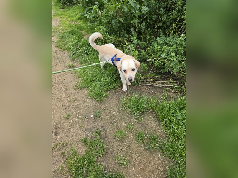 Pinotto: liebenswerter Anfängerhund