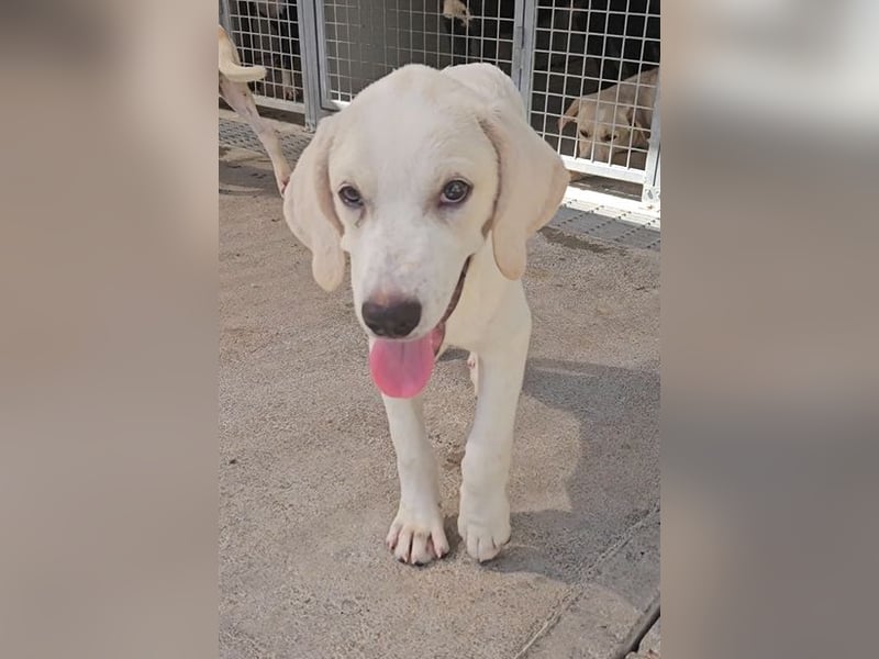 Rübe: wo sind die Labrador-Freunde?