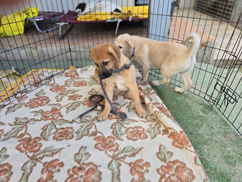 Emanuela: möchte spielen, lernen, schmusen