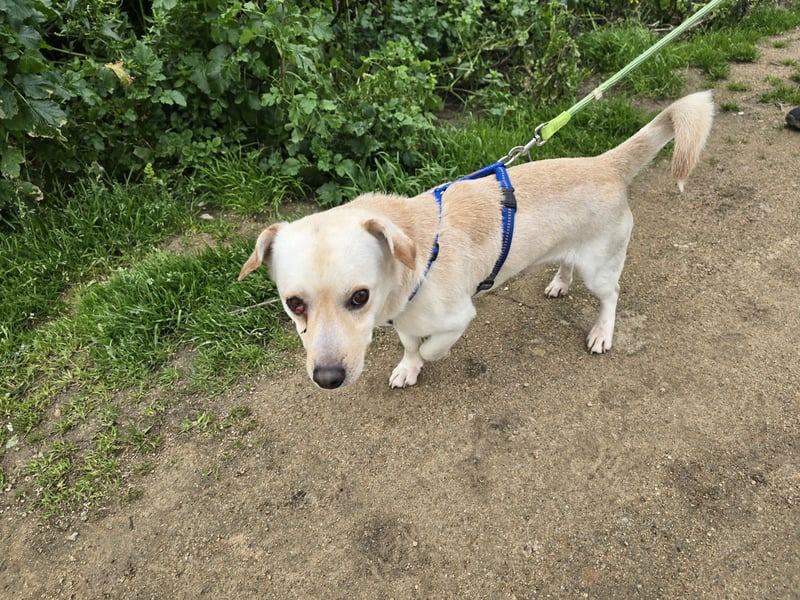 Pinotto: liebenswerter Anfängerhund