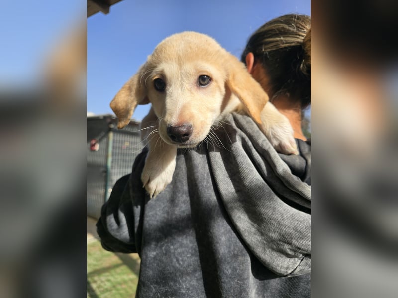 Emanuela: möchte spielen, lernen, schmusen