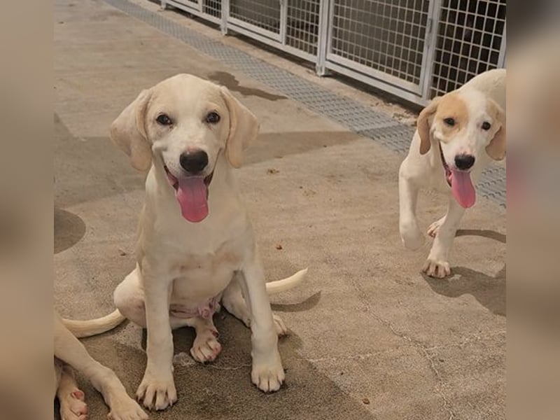 Rübe: wo sind die Labrador-Freunde?