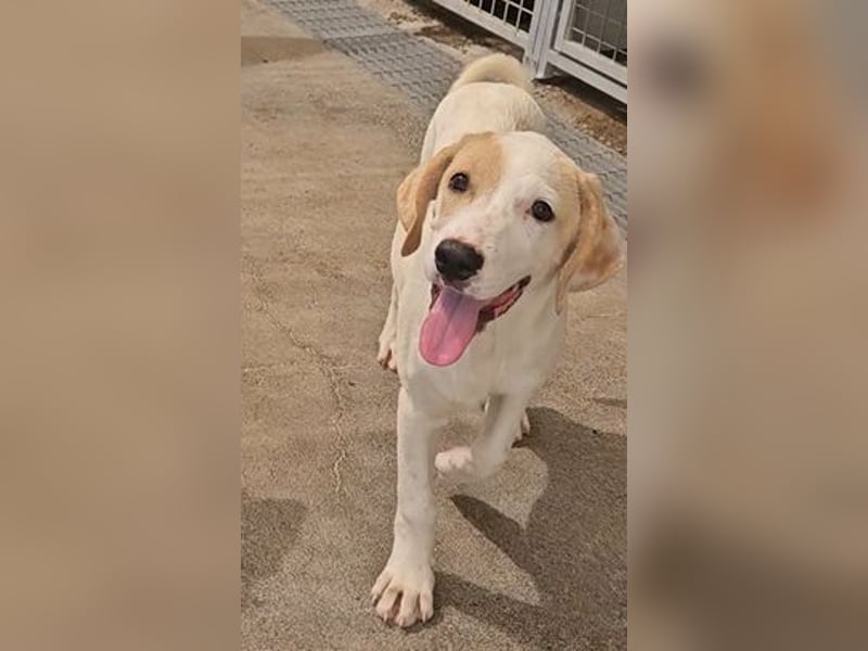 Romy:  ein Schatz zum Verlieben