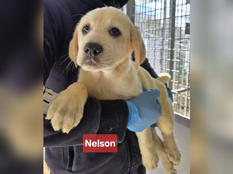 Nelson: vom Flughafen ins schöne Leben