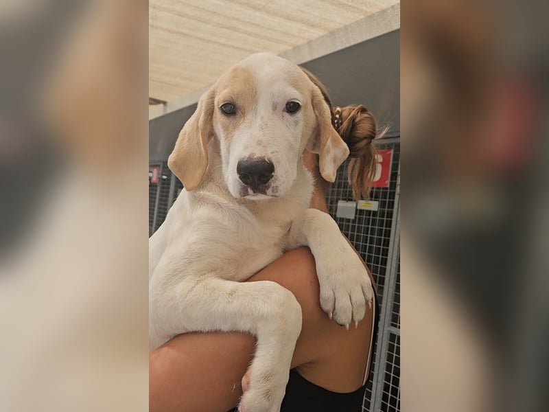 Romy:  ein Schatz zum Verlieben