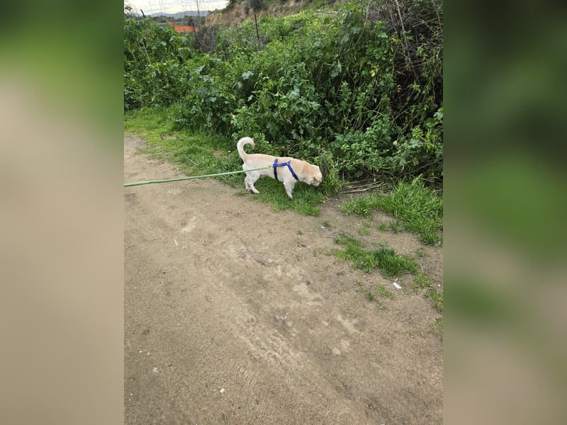 Pinotto: liebenswerter Anfängerhund