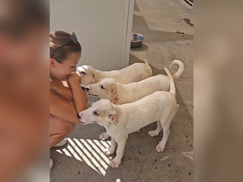 Rübe: wo sind die Labrador-Freunde?
