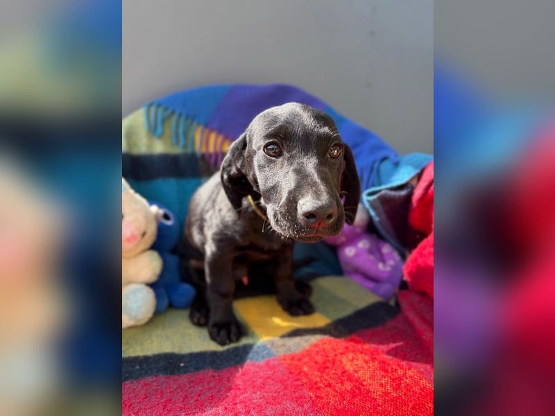 Welpe 14J - der fröhliche, verspielte kleine Mann wird ein toller Begleiter sein!