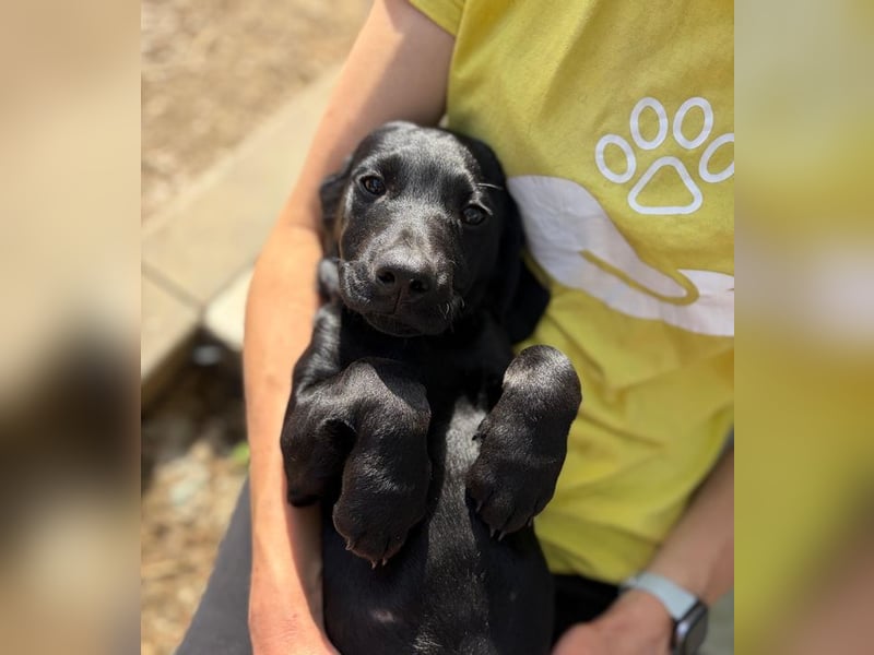 Welpe 14J - der fröhliche, verspielte kleine Mann wird ein toller Begleiter sein!
