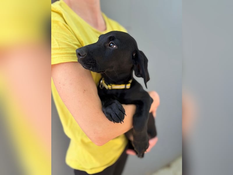 Welpe 14J - der fröhliche, verspielte kleine Mann wird ein toller Begleiter sein!