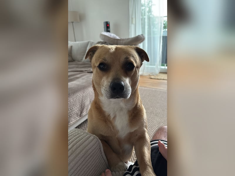 Labrador-Chihuahua-Mischling sucht hundeerfahrenes Zuhause