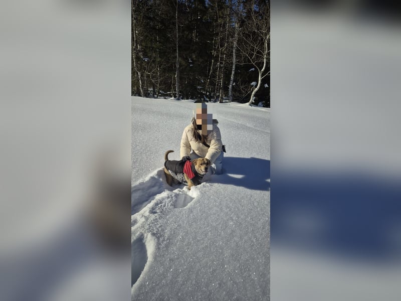 Labrador-Chihuahua-Mischling sucht hundeerfahrenes Zuhause