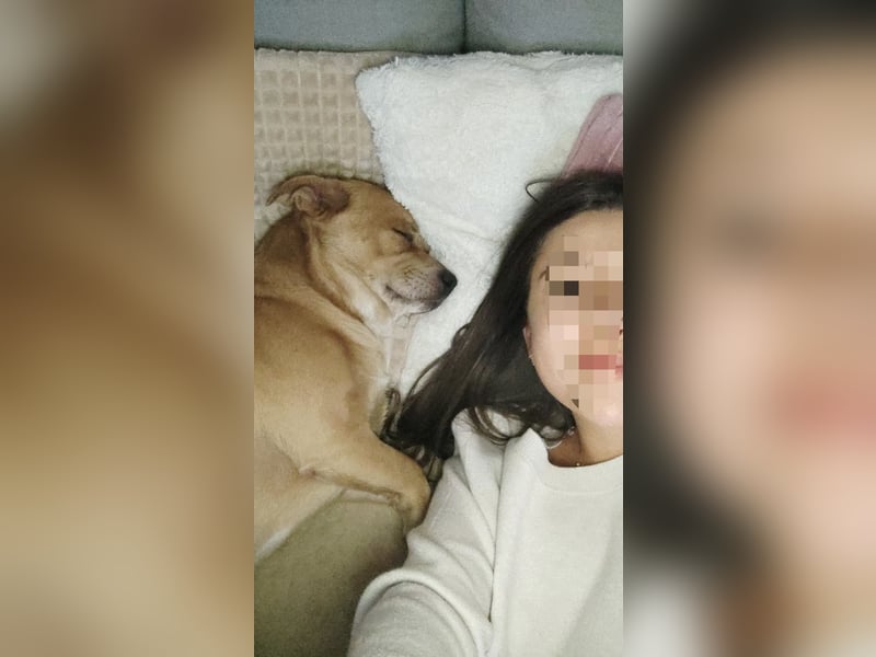 Labrador-Chihuahua-Mischling sucht hundeerfahrenes Zuhause