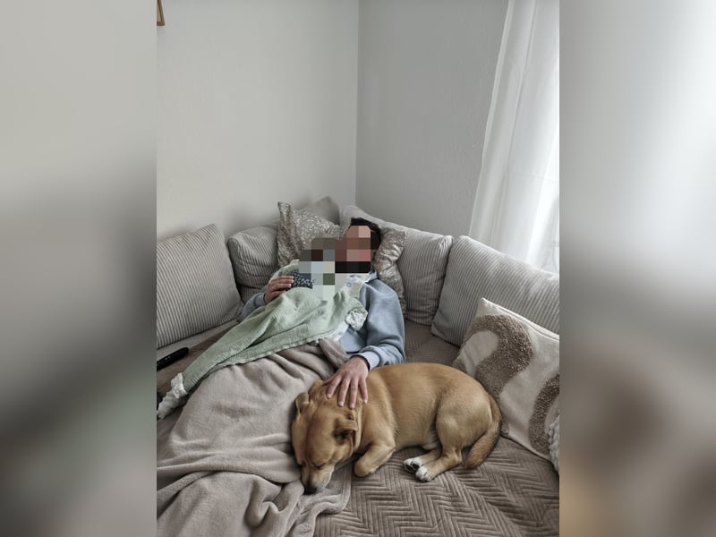 Labrador-Chihuahua-Mischling sucht hundeerfahrenes Zuhause