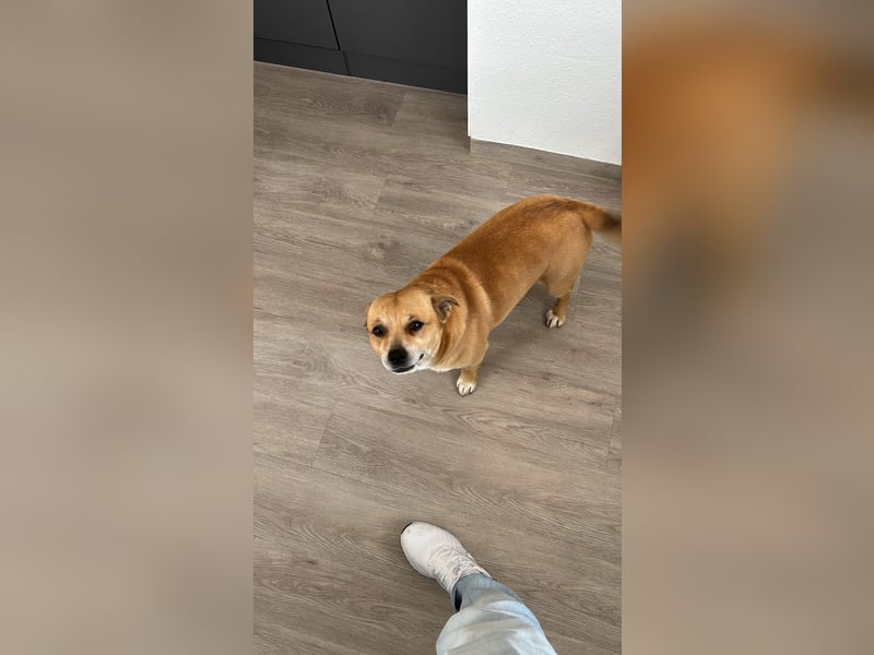Labrador-Chihuahua-Mischling sucht hundeerfahrenes Zuhause