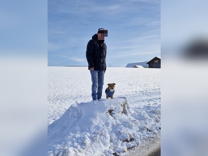 Labrador-Chihuahua-Mischling sucht hundeerfahrenes Zuhause