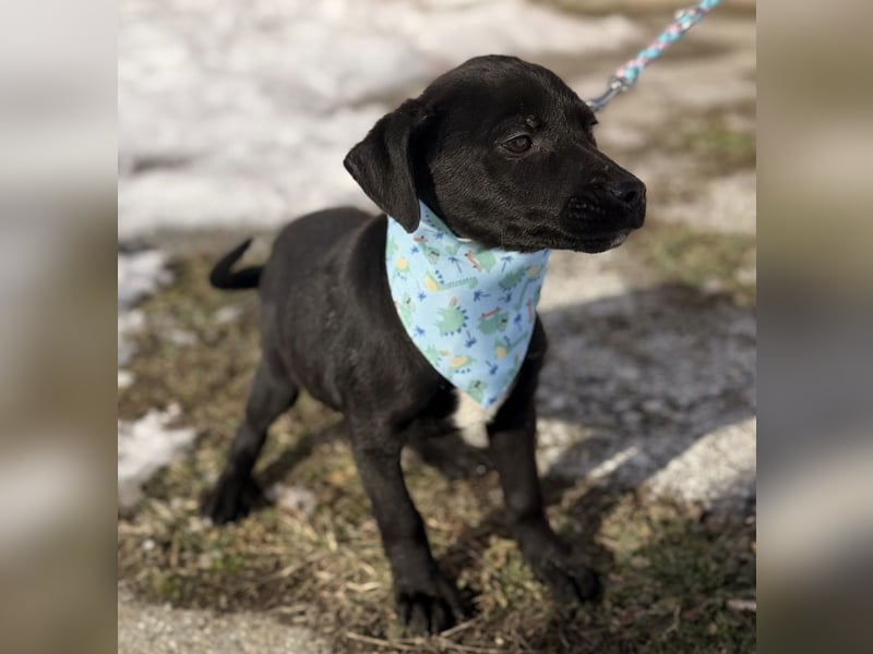 Cvita eine Miniatur Prinzessin