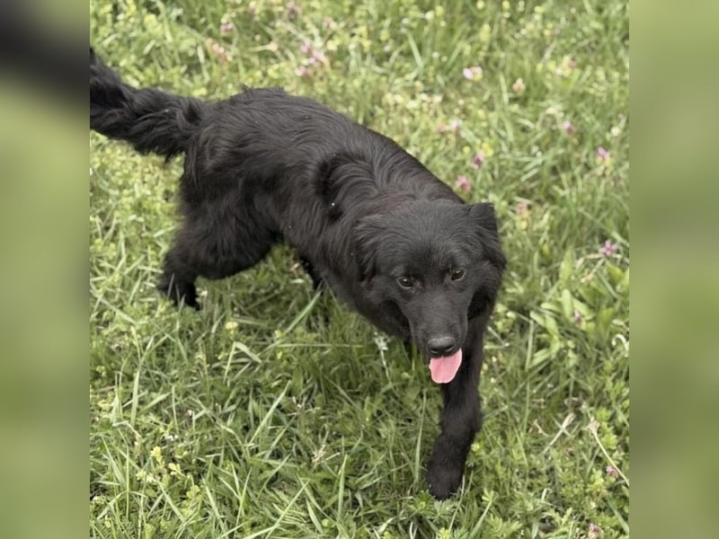 Tonio ein lovely dog