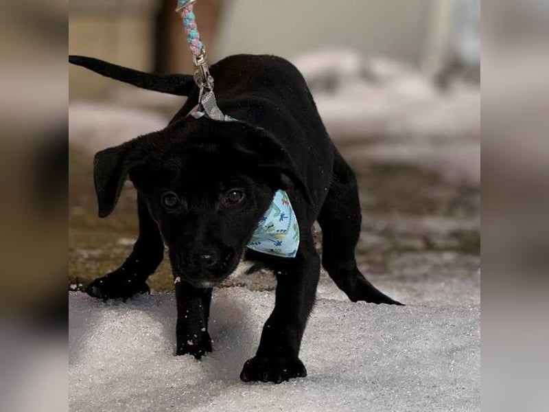 Cvita eine wunderhübsche kleine Hündin