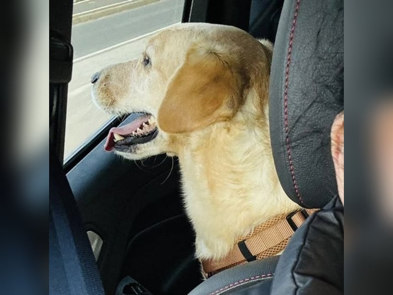 Benni ein absoluter Traum