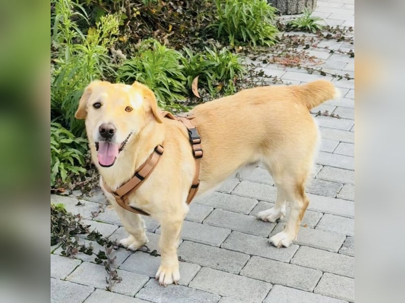 Benni ein absoluter Traum