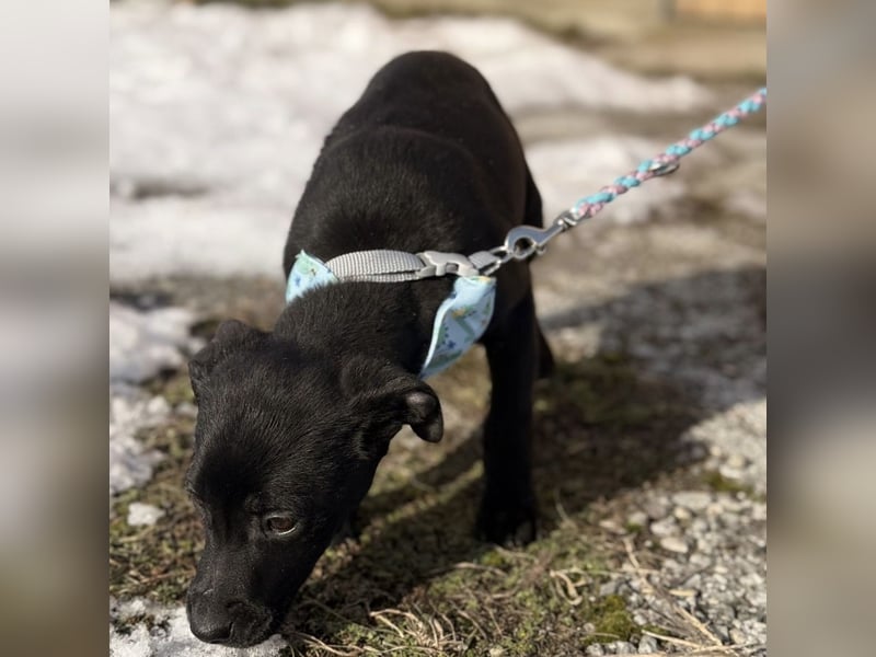 Cvita eine Miniatur Prinzessin