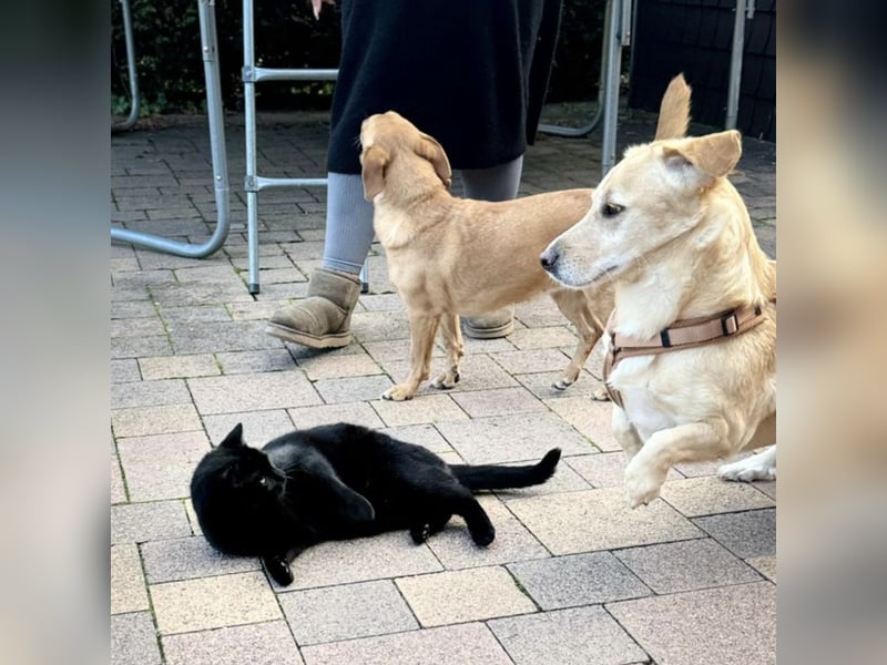 Benni ein absoluter Traum