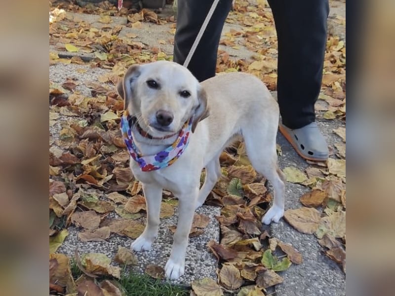 Ajša eine wundervolle Begleiterin fürs Leben