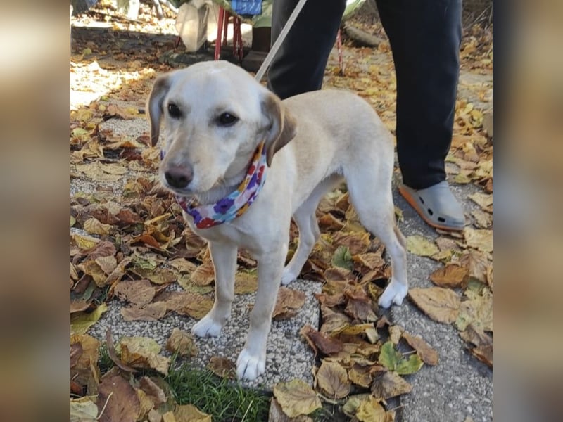 Ajša eine wundervolle Begleiterin fürs Leben