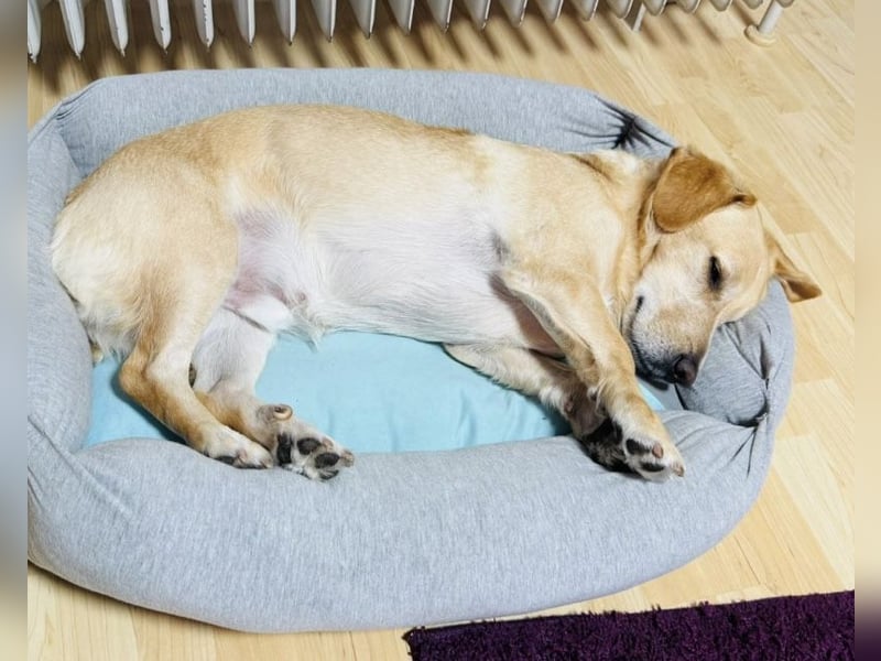 Benni ein absoluter Traum